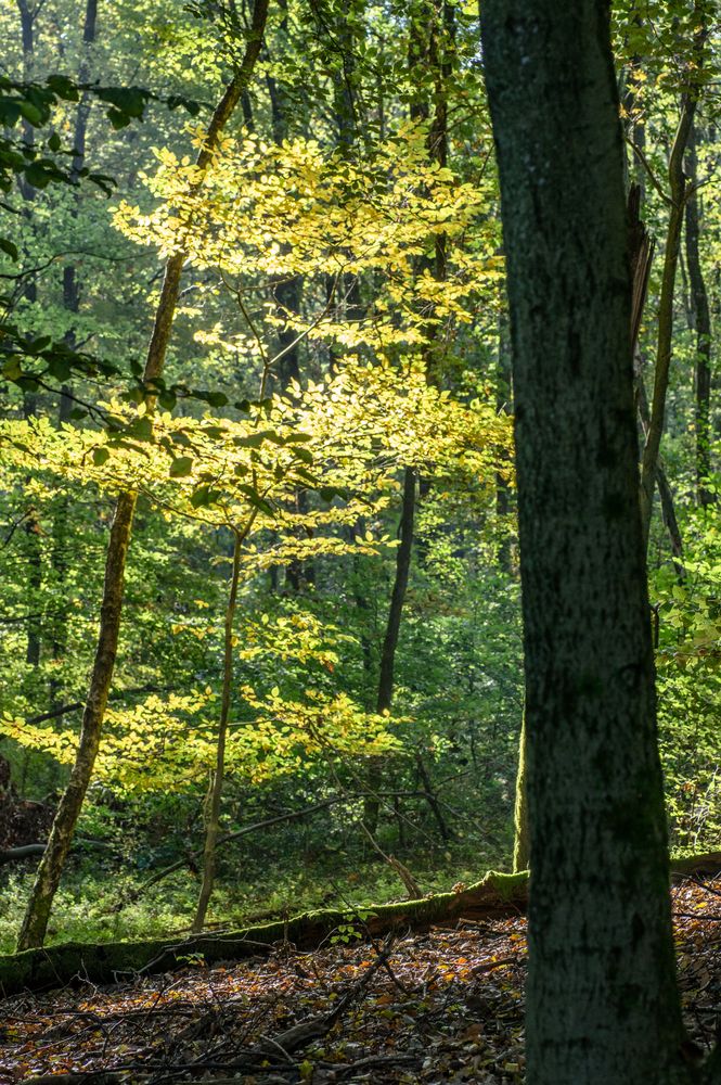 Lichteindrücke im Buchenwald