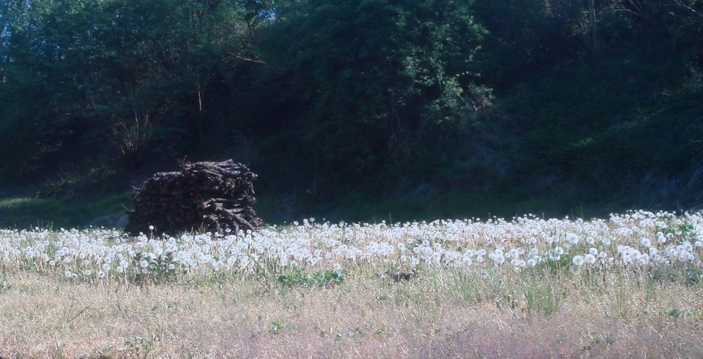 Lichteinfall der Pusteblumen