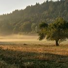 Lichteinfall, ich muss ins Archiv greifen, der Frühling will einfach nicht in die Gänge....