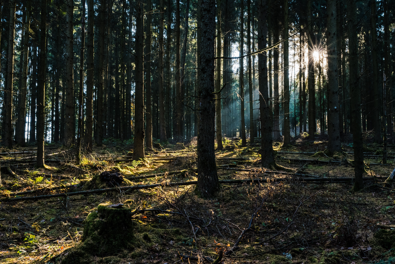 Lichteinfall im Fichtenwald