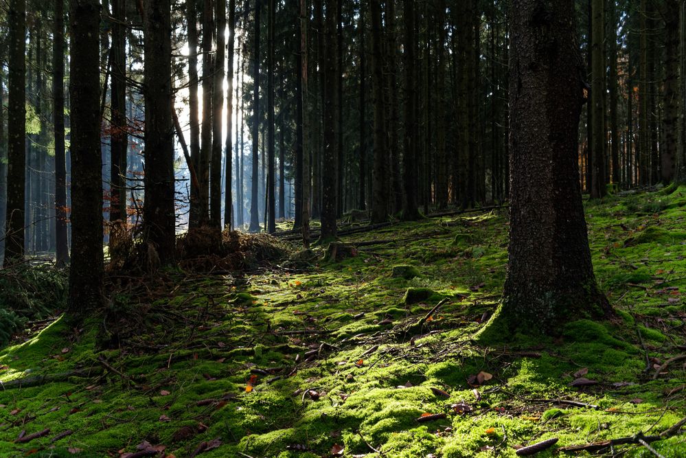 Lichteinfall im Fichtenwald Foto &amp; Bild | wald, bäume, sonne Bilder auf