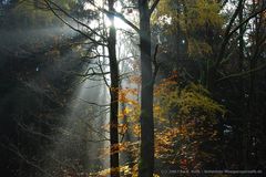 Lichteinfall im Herbstwald
