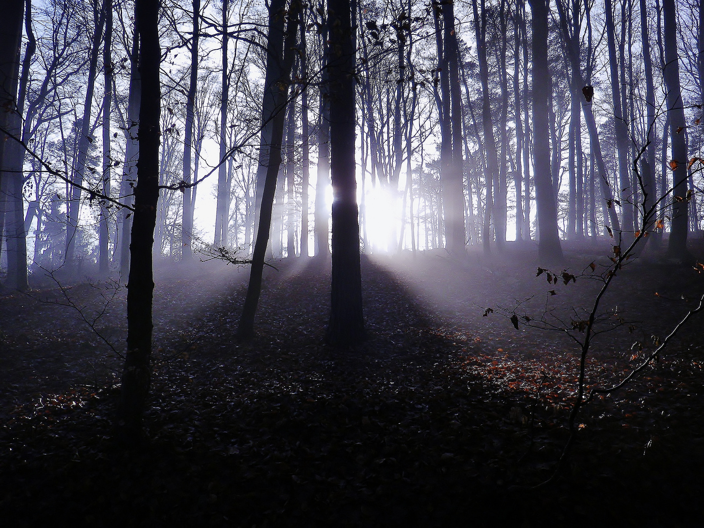 Lichteinfall im nebeligen Wald