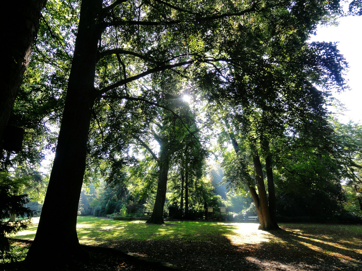 Lichteinfall im Park