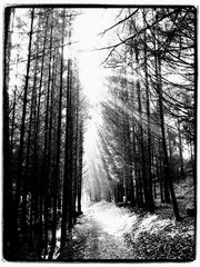 ---- Lichteinfall im Wald ----