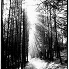 ---- Lichteinfall im Wald ----