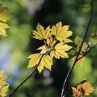 lichteinflüsse im wald...