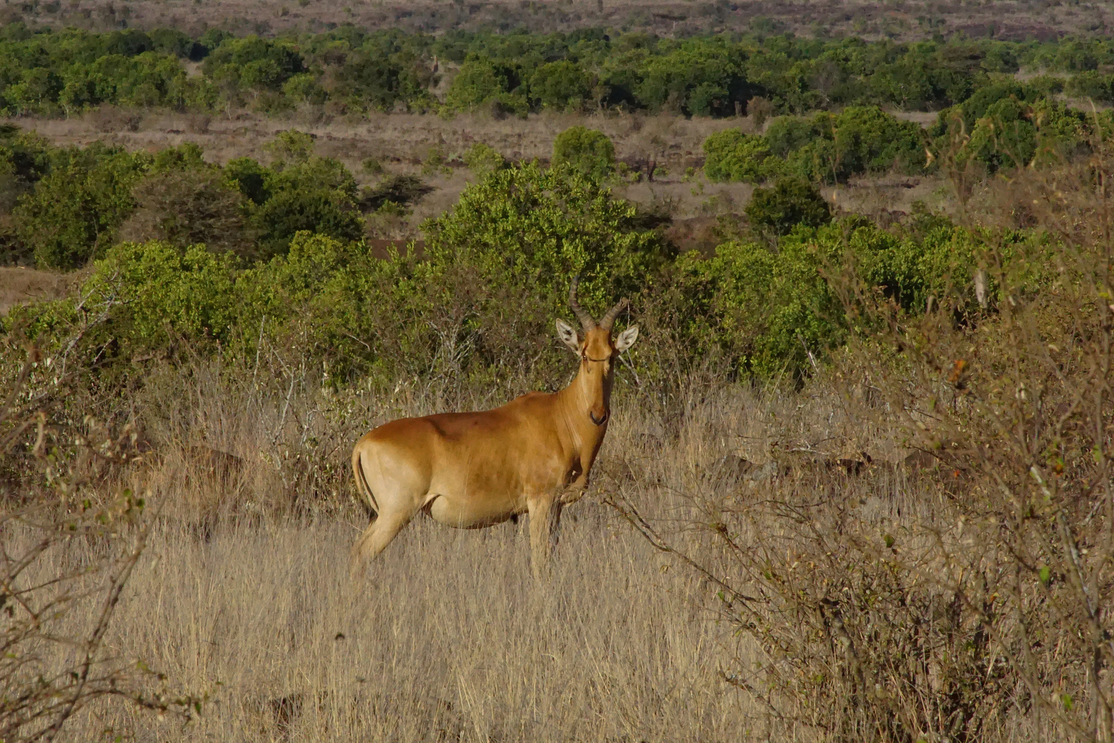 Lichtenstein-Antilope (Doku)