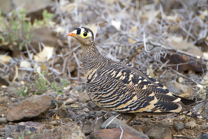 Lichtenstein`s Sangrouse