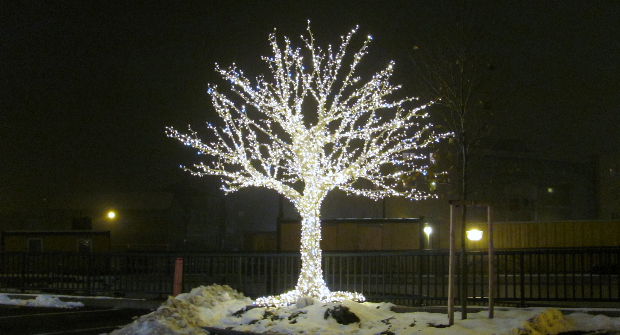 Lichter- Baum in Tulln zur Adventzeit 2010.12.08