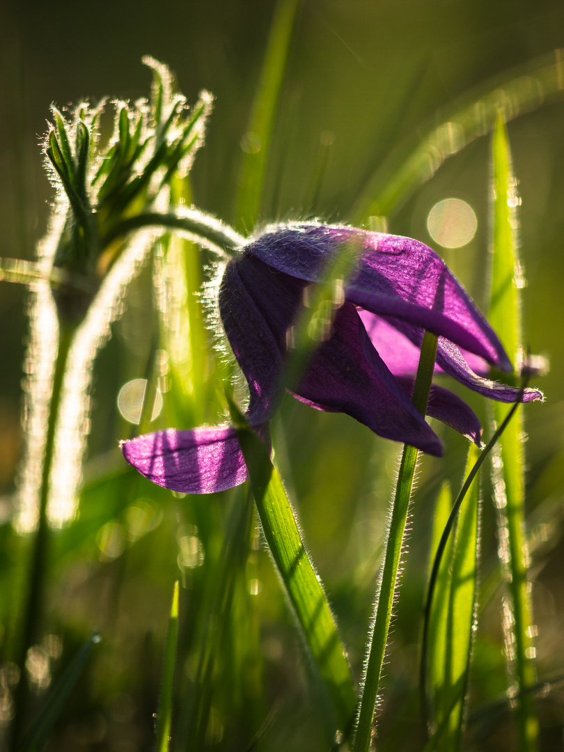 Lichter der Wiese