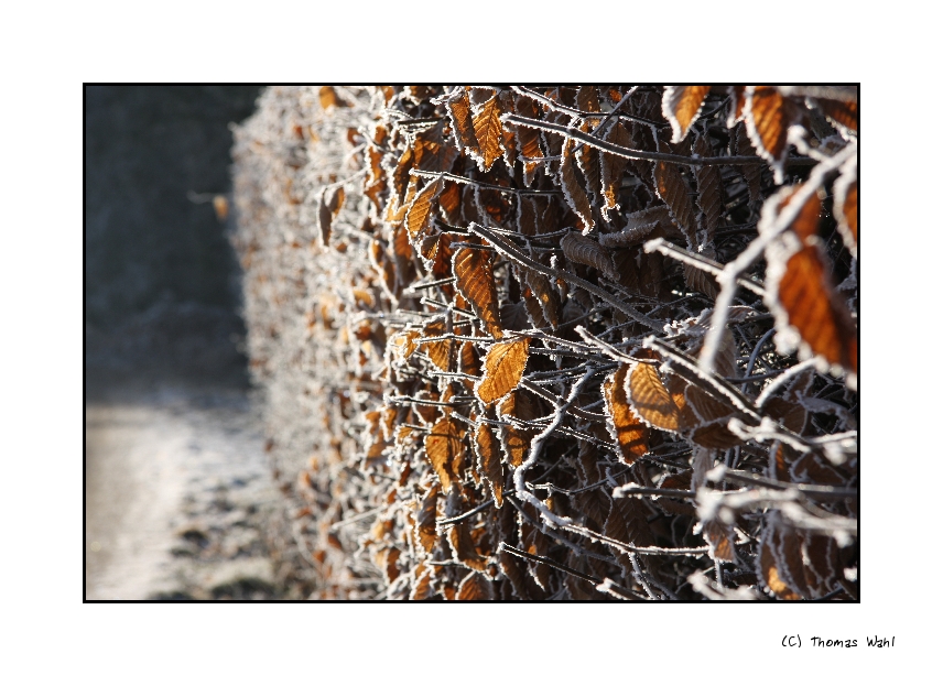 lichter-hecke