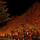 Lichter-Herbst