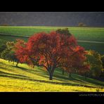 Lichter Herbst