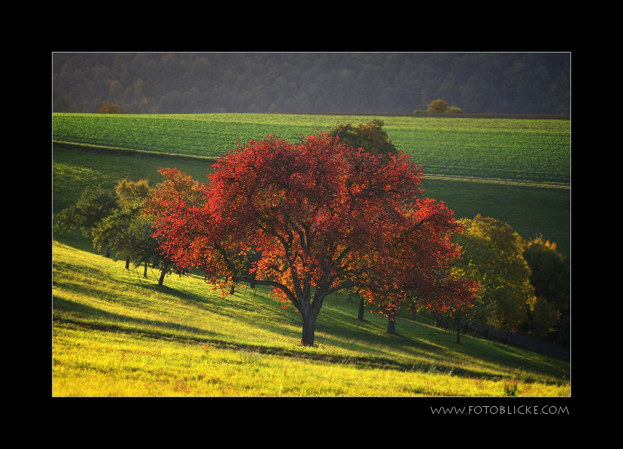 Lichter Herbst