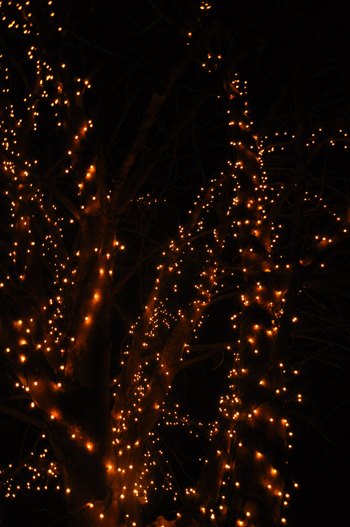 Lichter im Baum