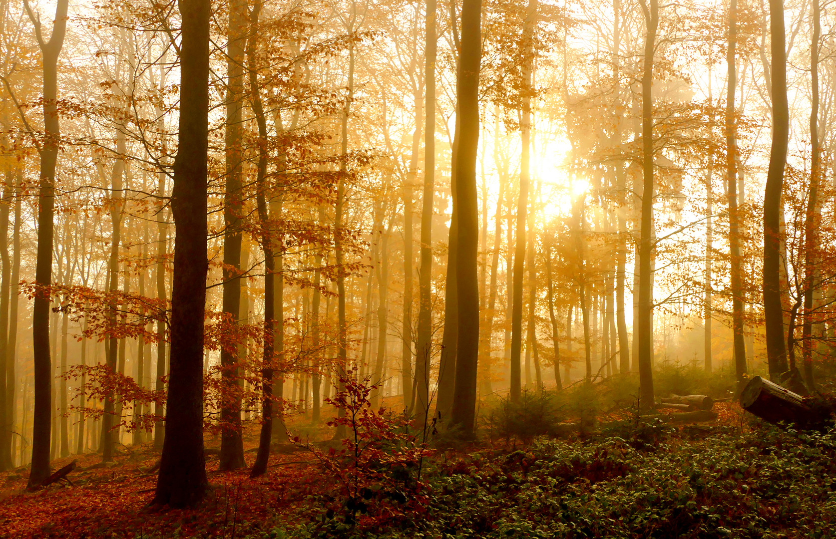 Lichter im Herbstwald