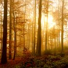 Lichter im Herbstwald