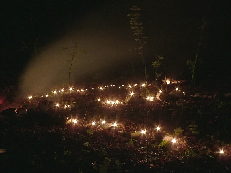 Lichter im Wald