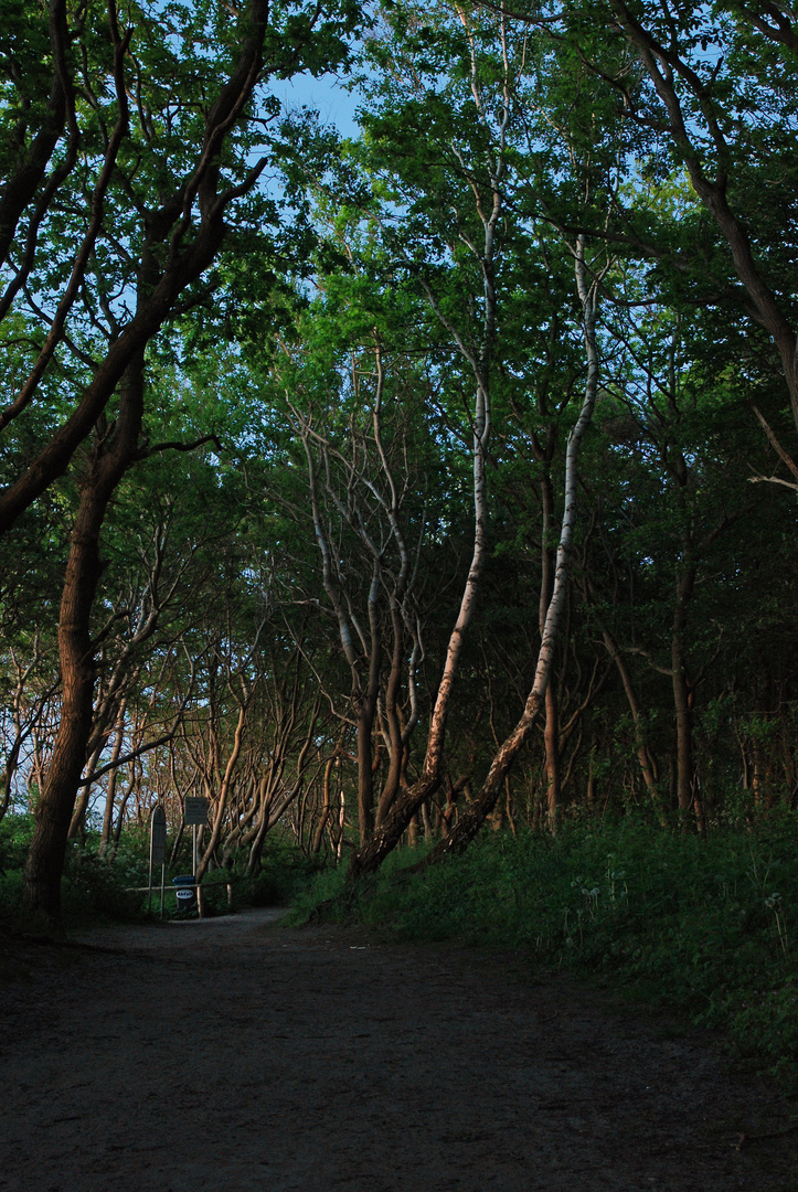 Lichter im Wald