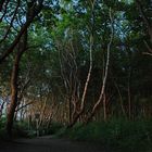 Lichter im Wald