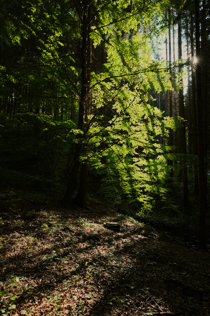 Lichter im Wald