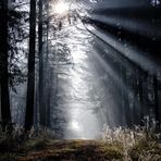 Lichter Moment im Wald