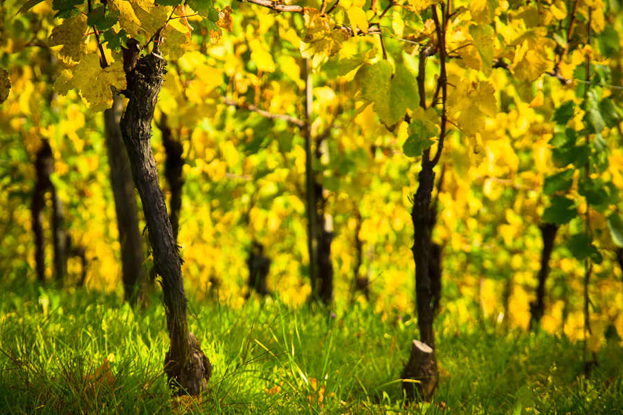 Lichter und Farben des Herbstes I