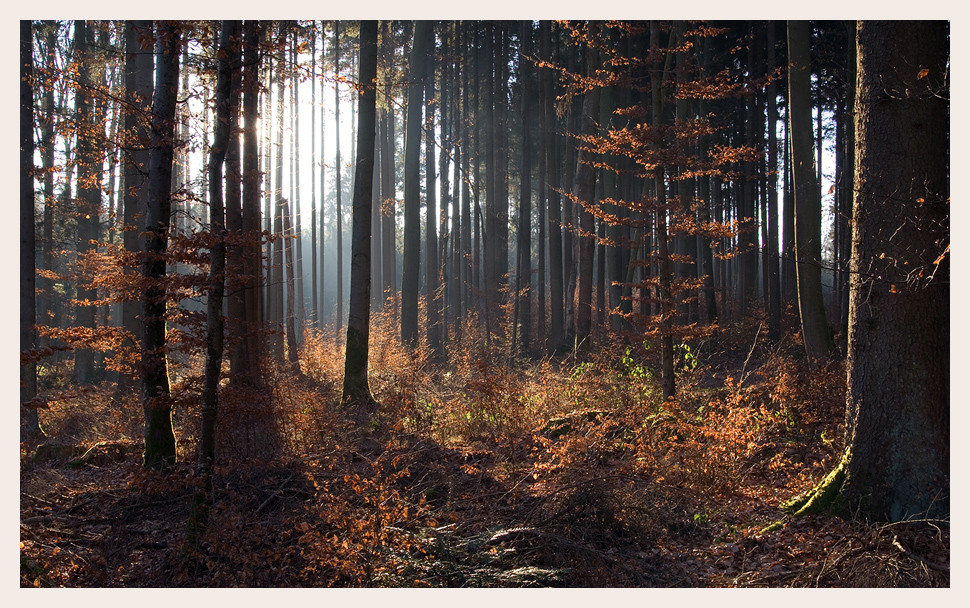 LICHTER WALD