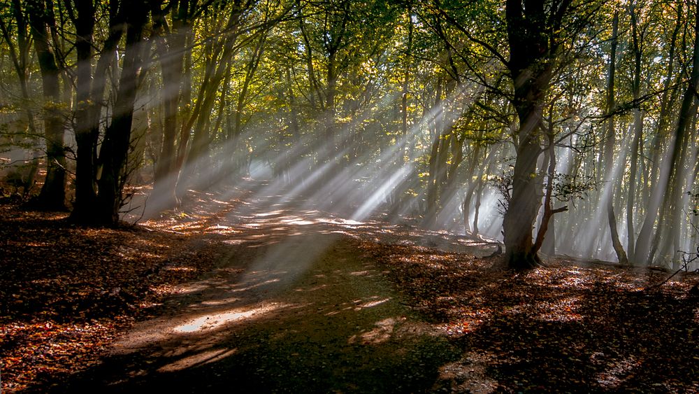 Lichter-Wald von Jutta von Kentzinsky 