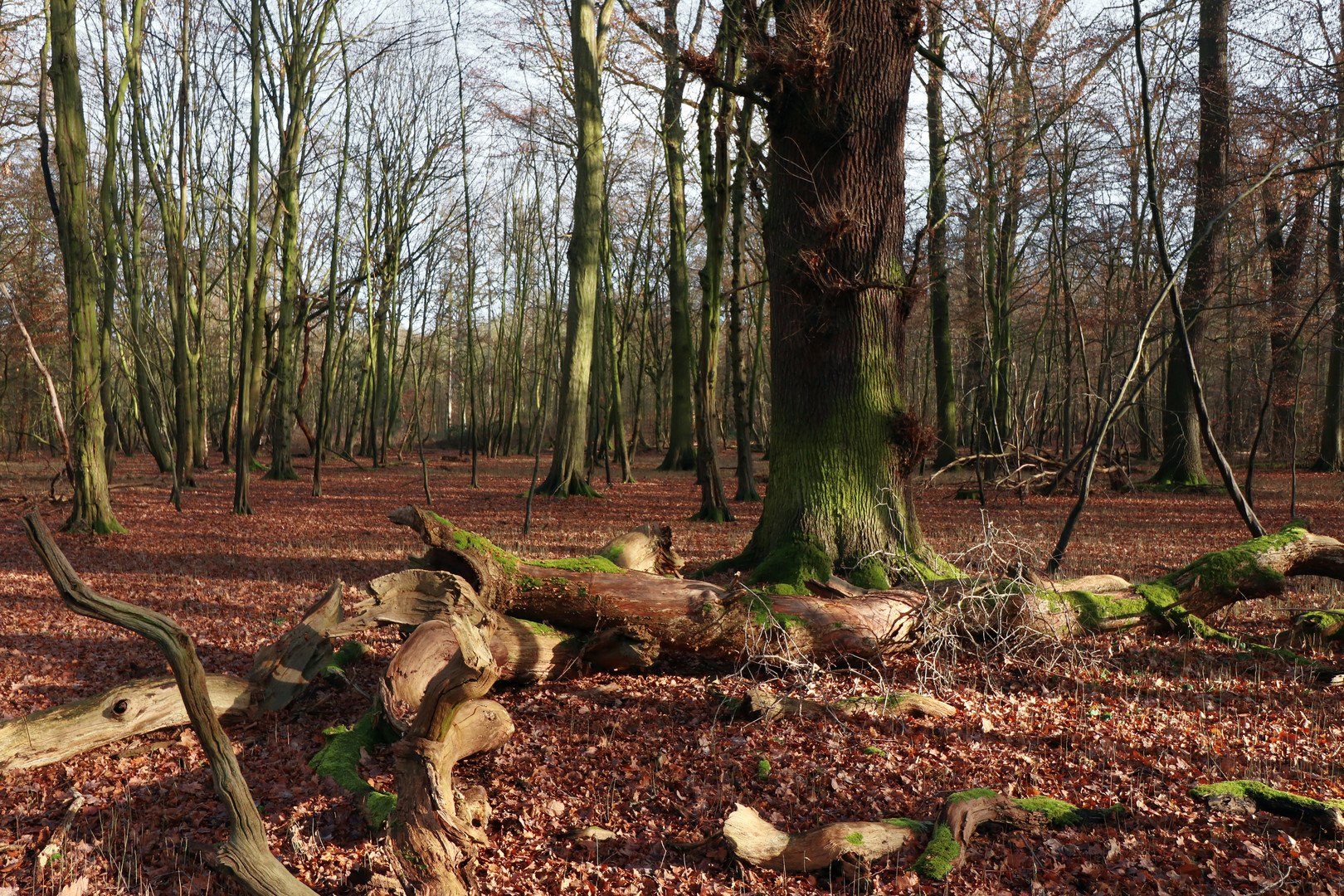 Lichter Wald