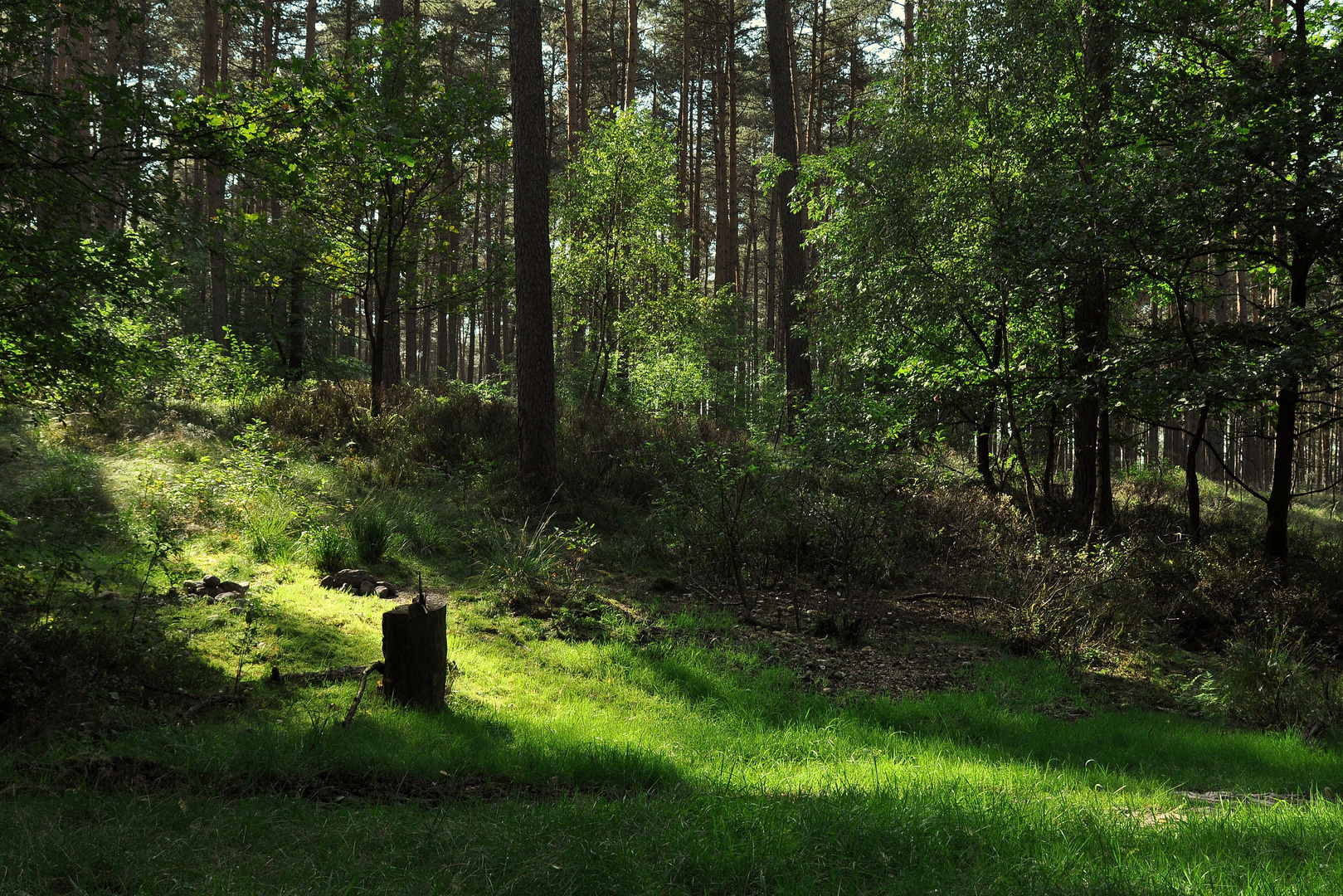 lichter Wald