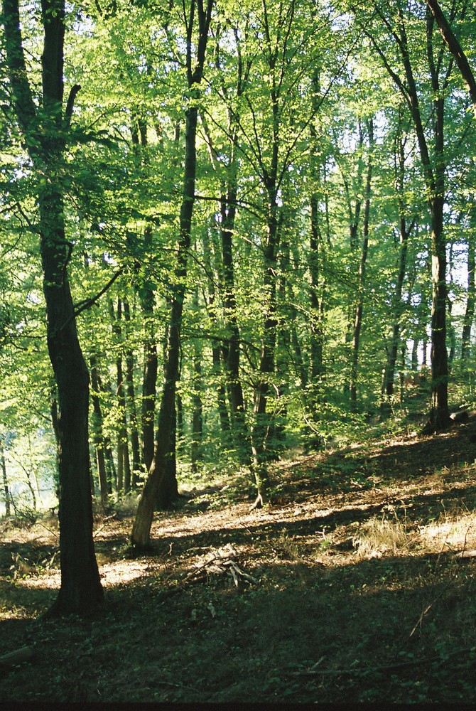 Lichter Wald