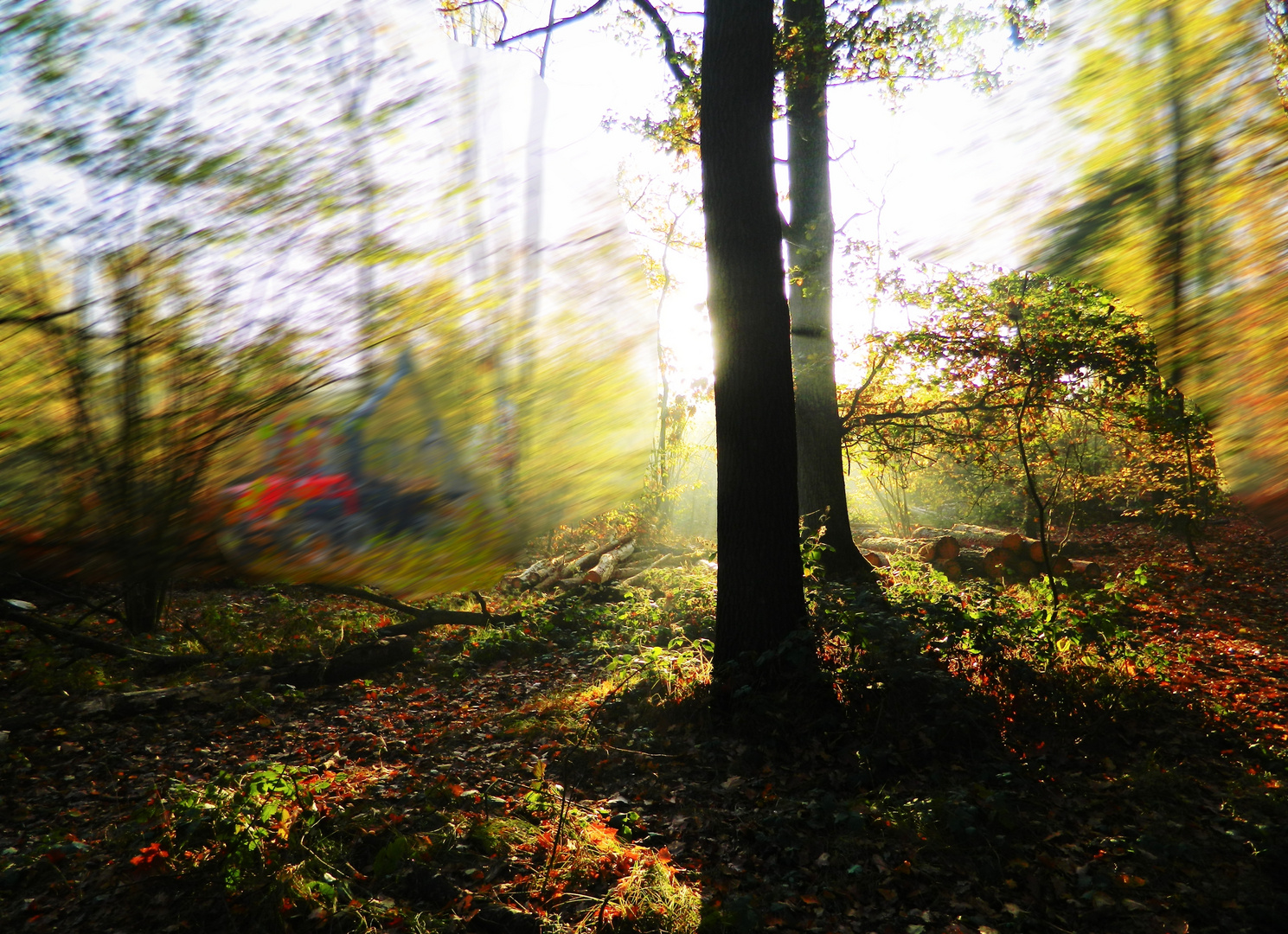 Lichter Wald