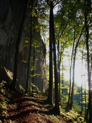 Lichter Wald in Abendsonne