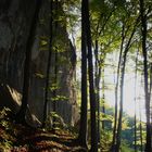 Lichter Wald in Abendsonne