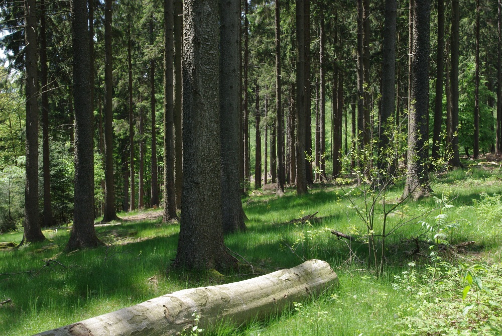 Lichter Wald in Maigrün