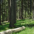 Lichter Wald in Maigrün