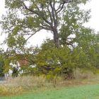  Lichterfelde Naturschutzeiche am Friedhof Barnim Schorfheide Ortschronik Eberswalde