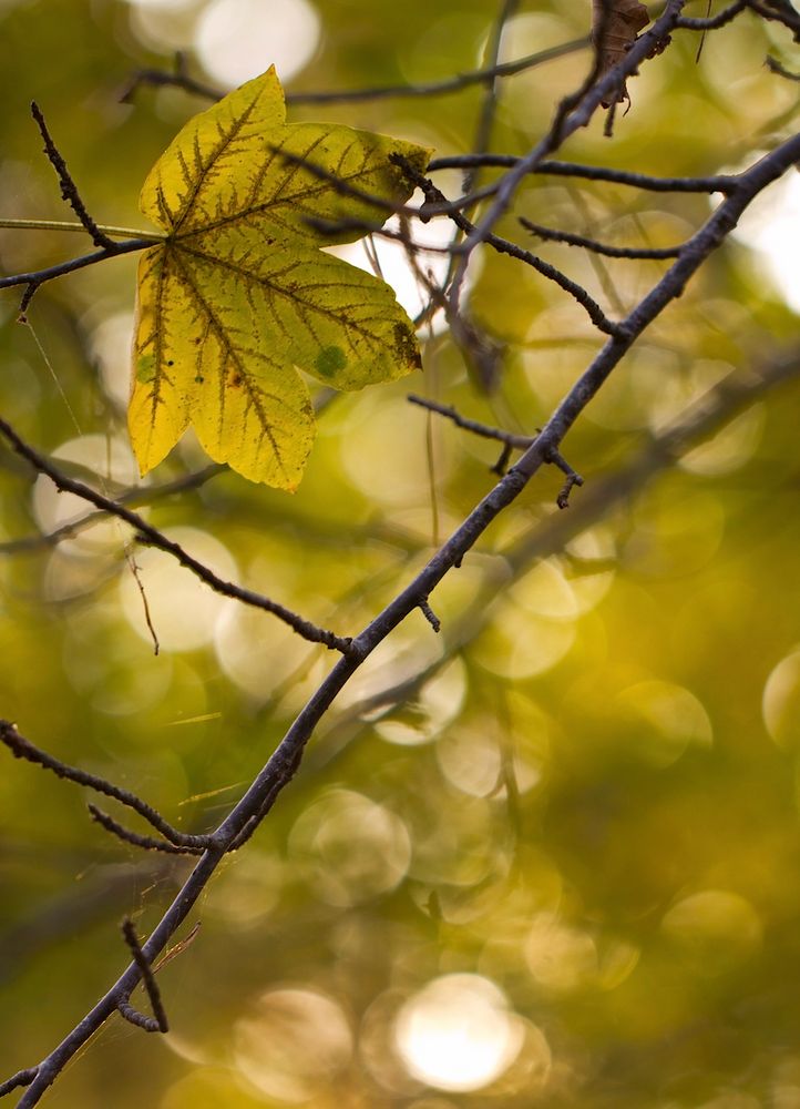 Lichterglanz Foto & Bild landschaft, wald, natürliches Bilder auf