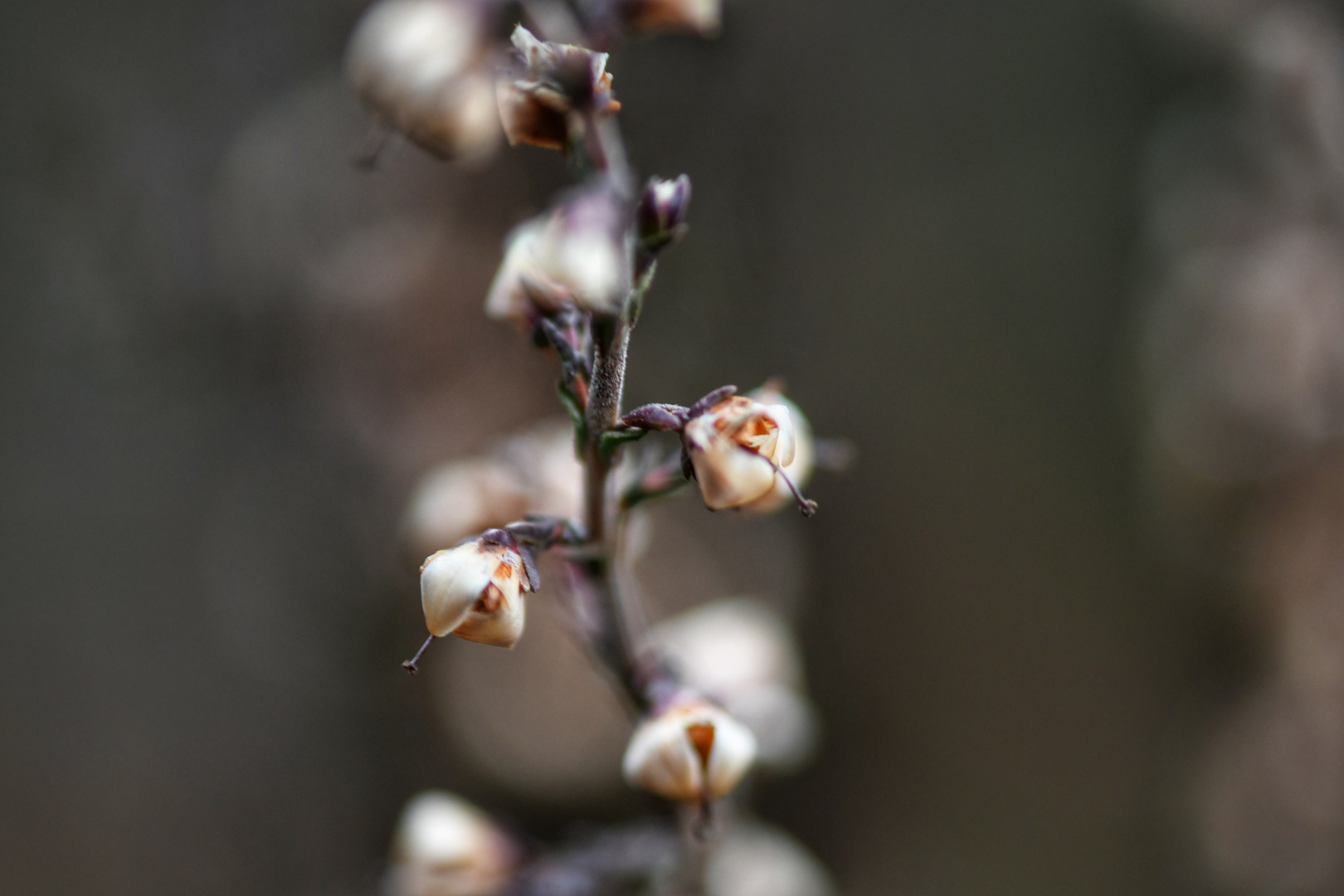 Lichterkette ohne Birnchen Foto & Bild deutschland, europe, baden