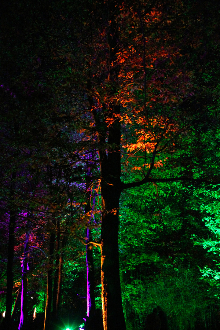 Lichtermarkt 2012 in Bergkamen - Lichtkunst im Stadtwald