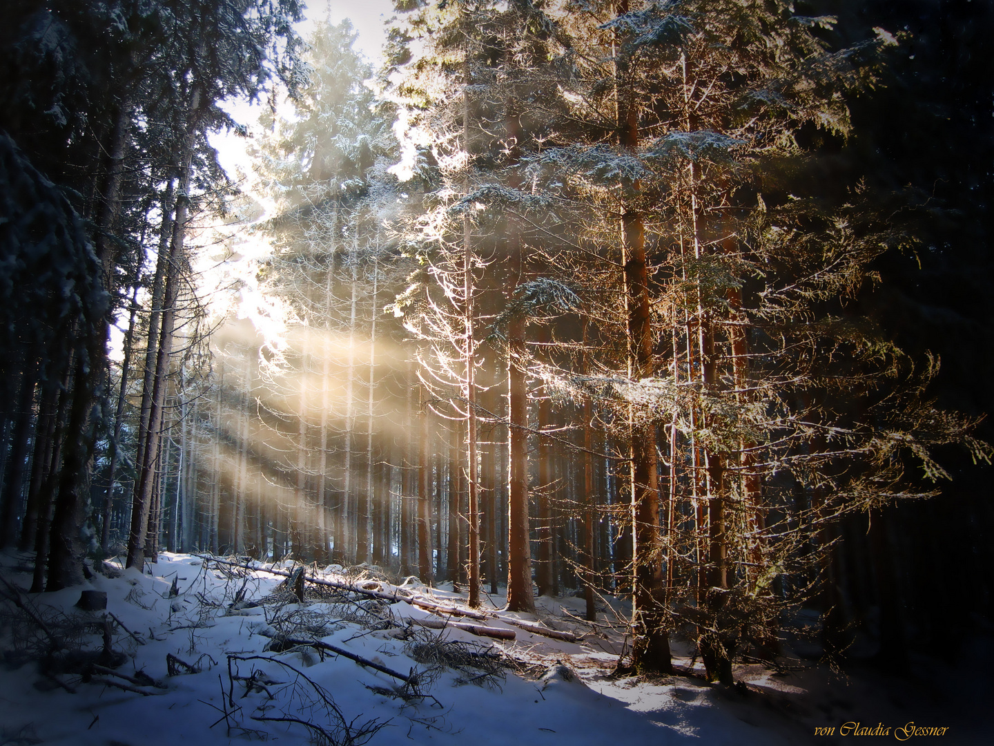 Lichtermeer durchflutet den Wald