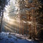 Lichtermeer durchflutet den Wald