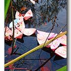 Lichterschiffchen auf dem Stadtparkteich