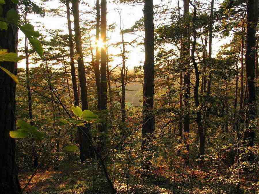 Lichterspiel am späten Nachmittag im Mischwald