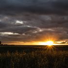 Lichterspiel im Haferfeld