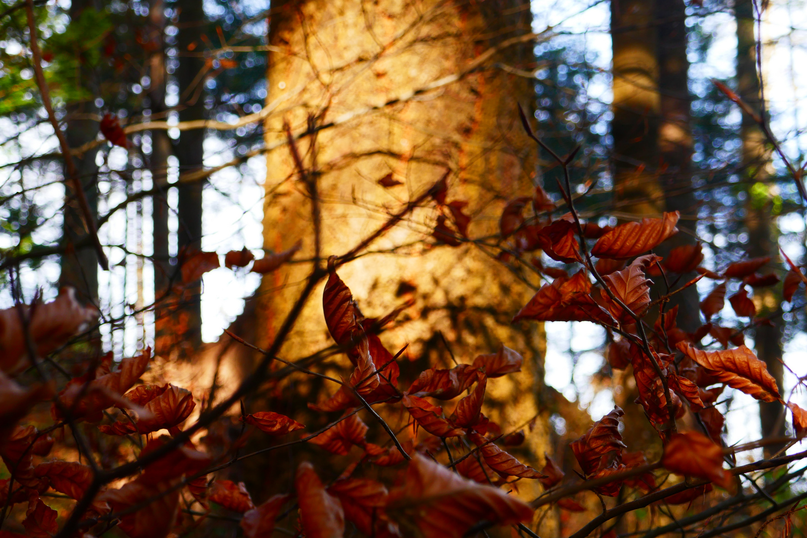 Lichterspiel im Herbstwald