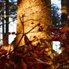 Lichterspiel im Herbstwald