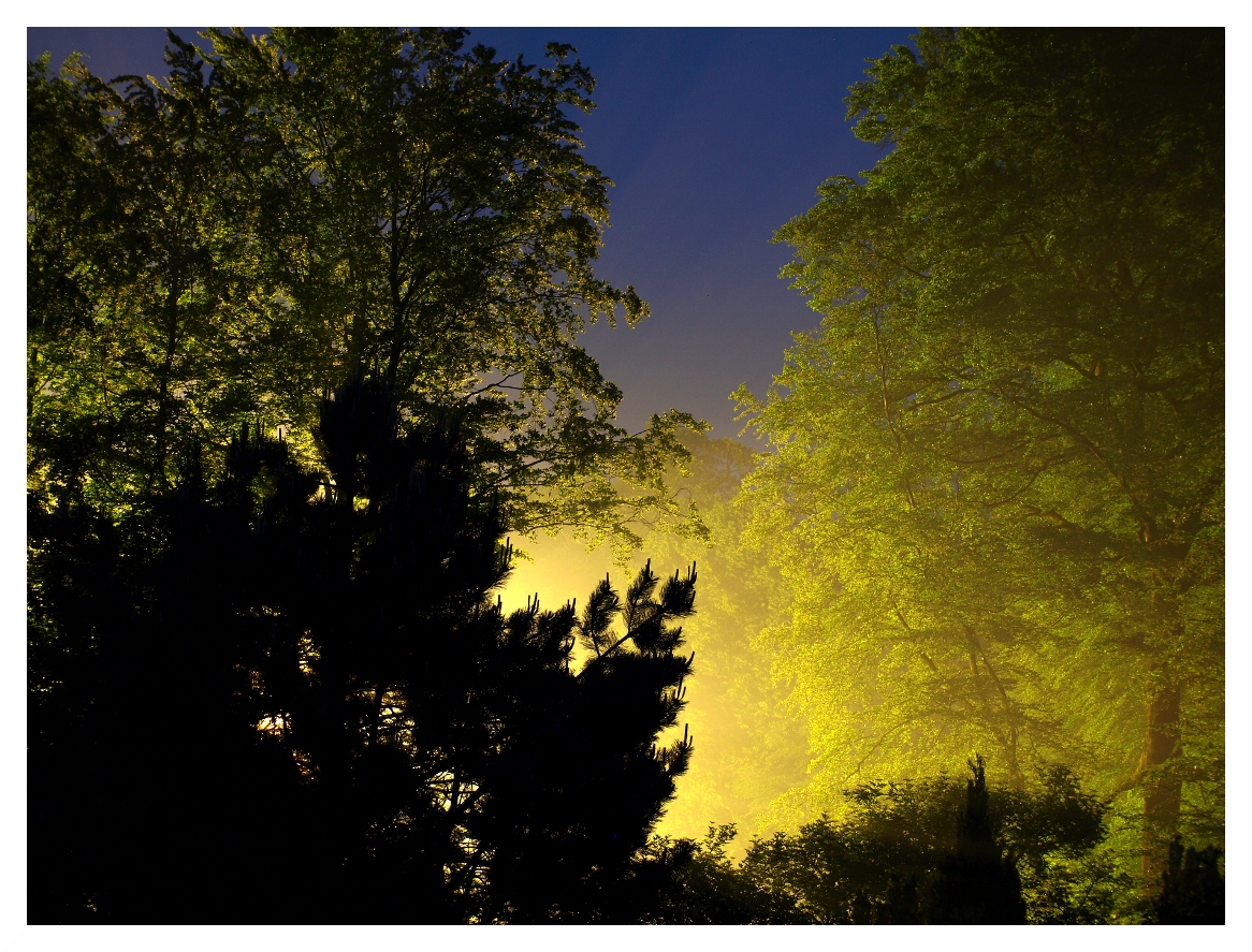 Lichterspiel im Wald